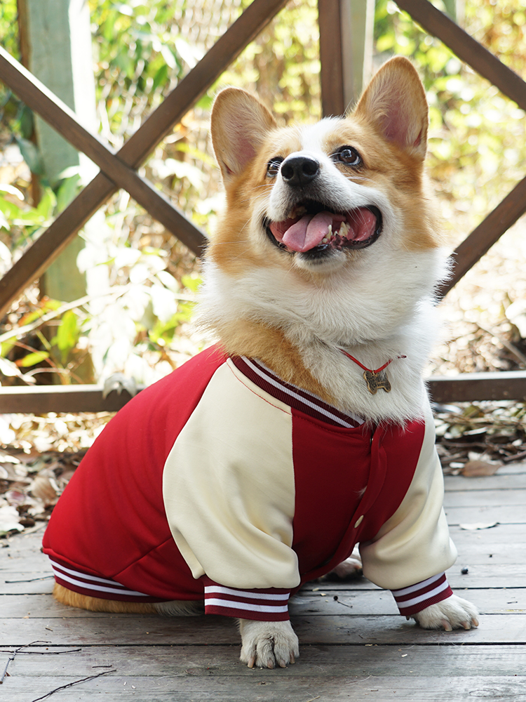 犬服 スポーティースタジアムジャケット