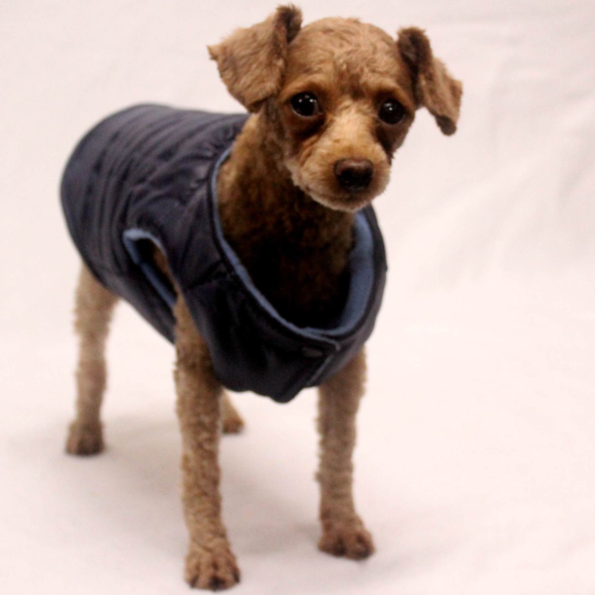 犬服 リバーシブル仕様の軽量キルティング犬用防寒ベスト