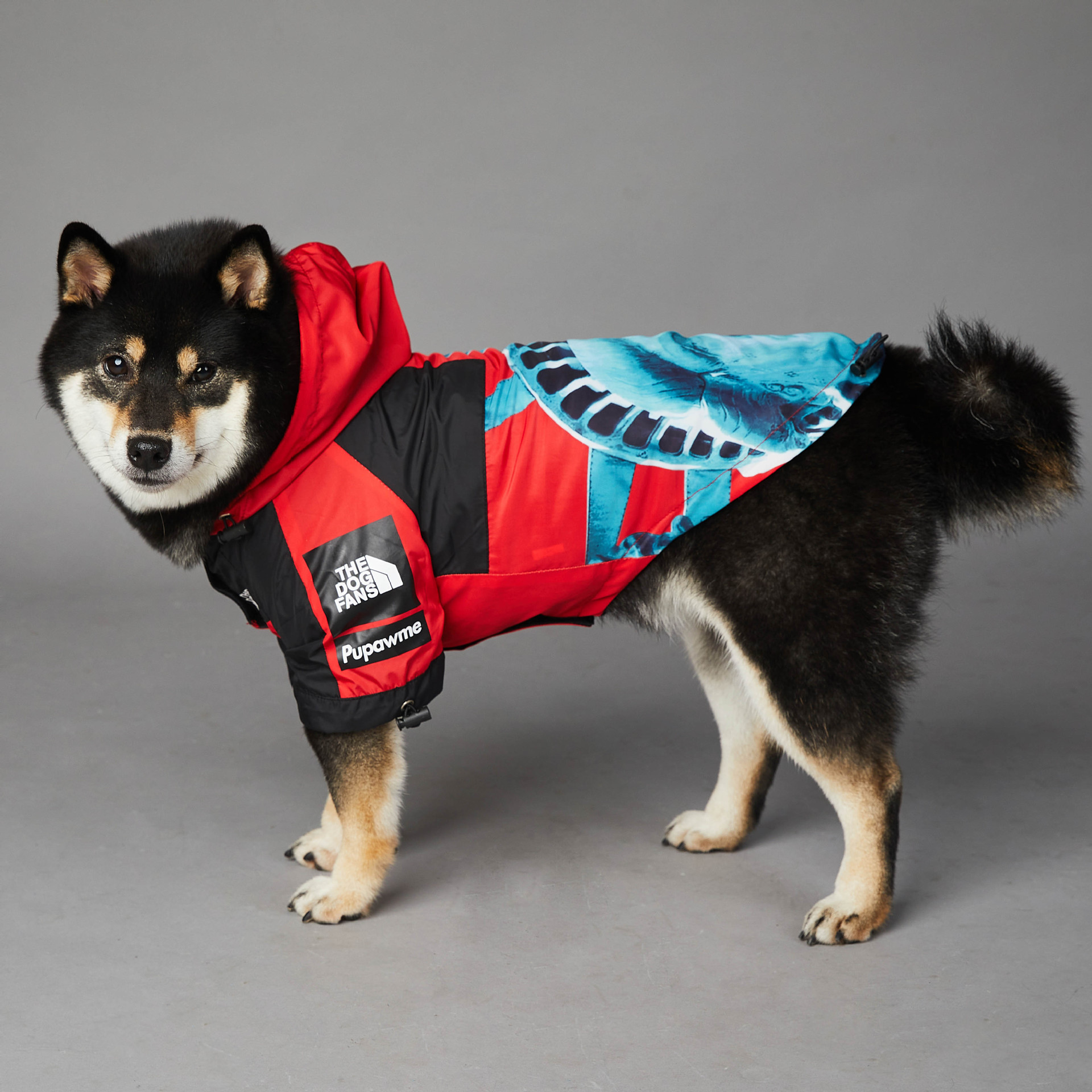 https://fulmo-img-server.com/perry-dog/b09c7f29-554e-416b-9edd-8ad97cb31d5c.jpg