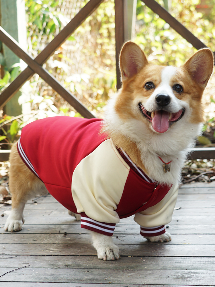 犬服 スポーティースタジアムジャケット