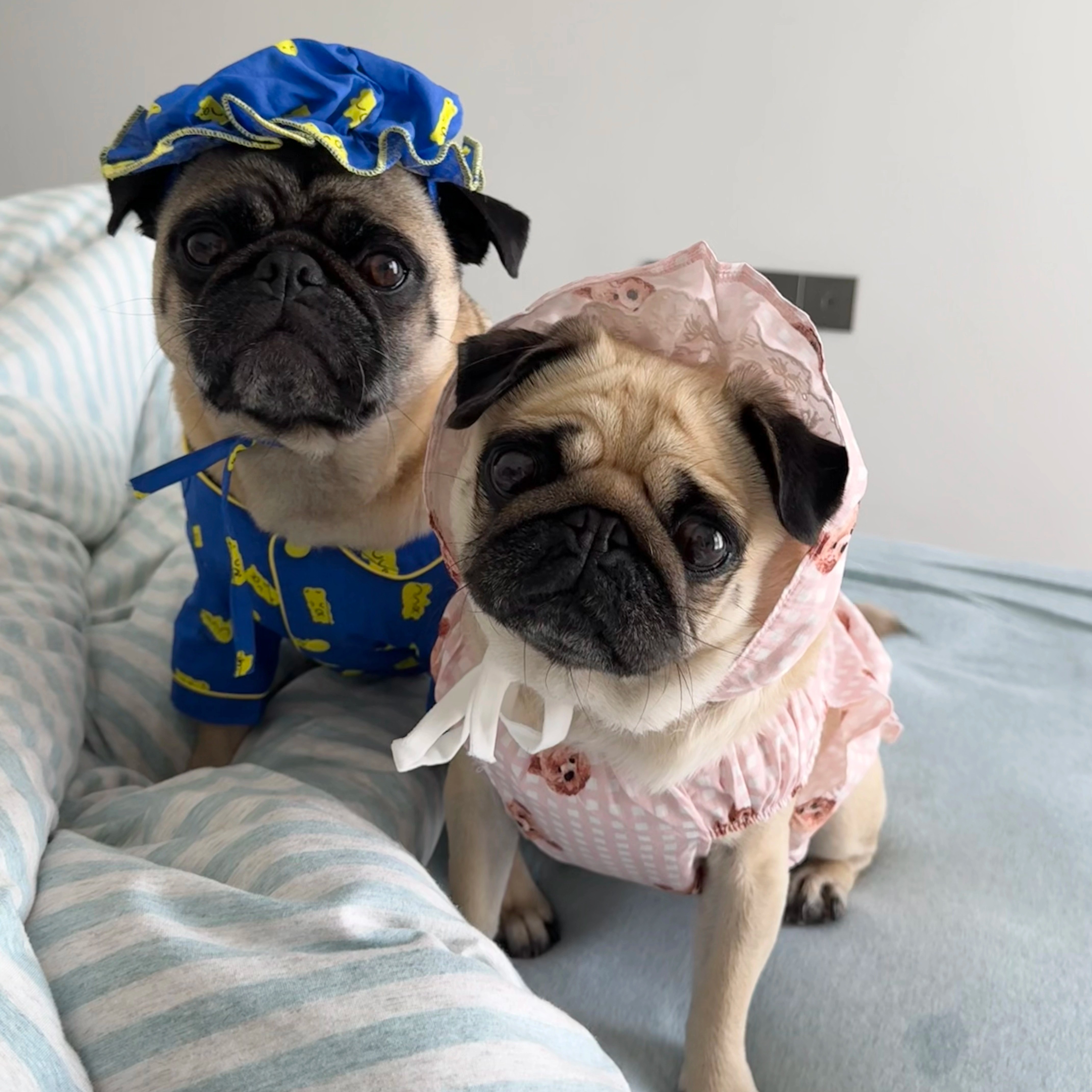 犬服 おやすみ帽子付きパジャマセット