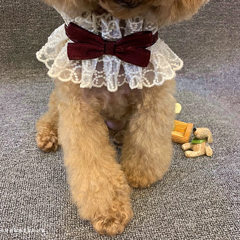 犬服 蝶結びレース襟付き上品首飾り