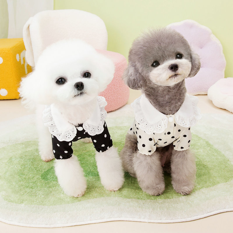 https://fulmo-img-server.com/perry-dog/c3a0df82-2a06-44d7-93d5-5b2e18940f55.jpg
