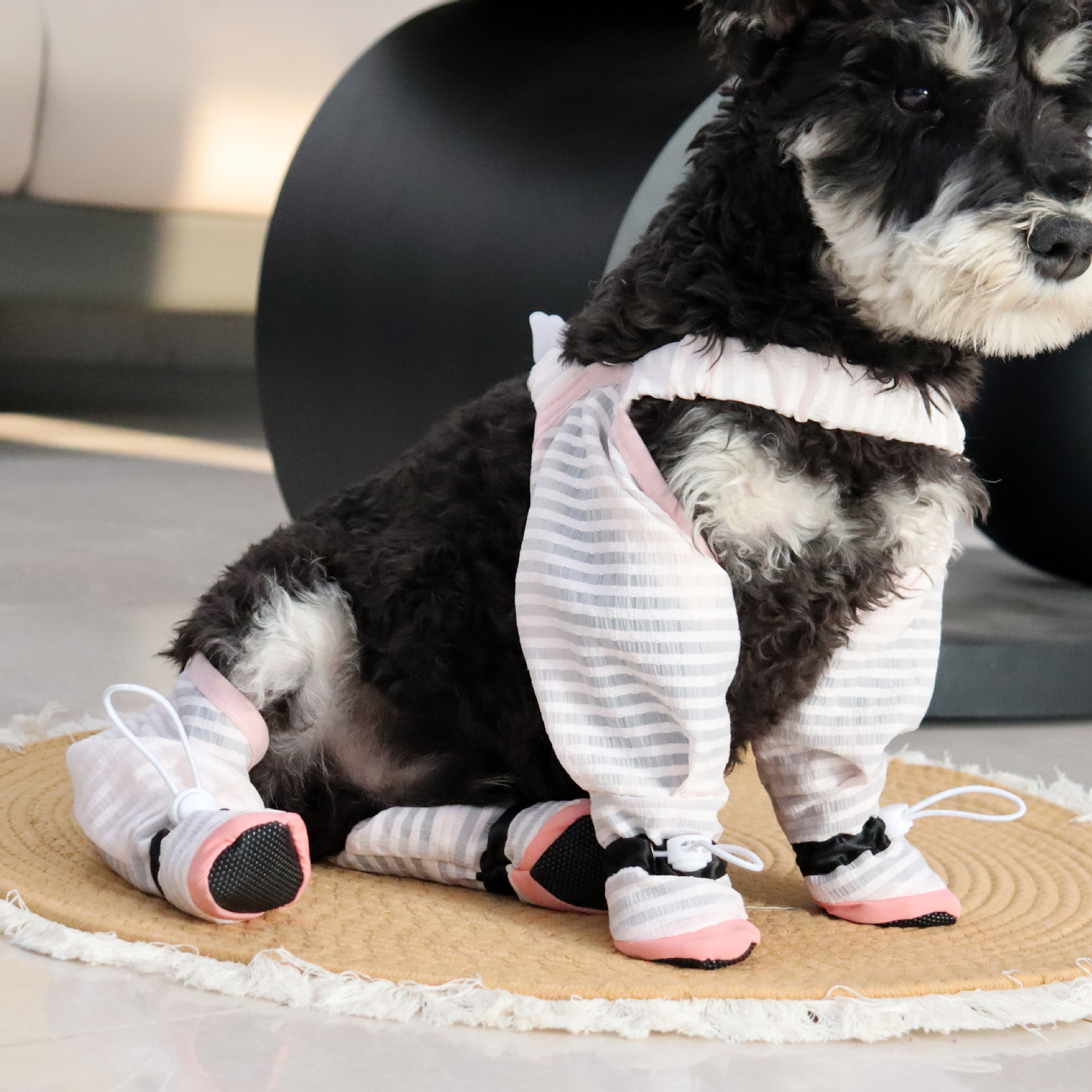 https://fulmo-img-server.com/perry-dog/c3f23e8d-b23d-4813-b9fd-d46070b5cb59.jpg