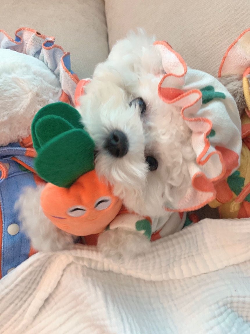 犬服 ふわもこ野菜パターンパジャマ