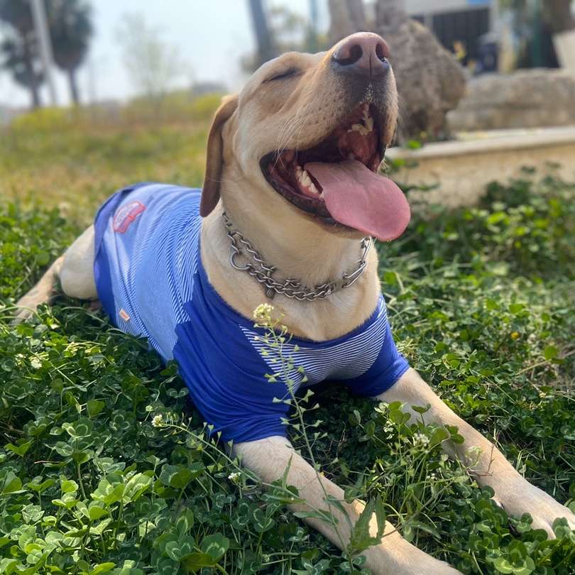 犬服  大型犬用爽やかストライプTシャツ