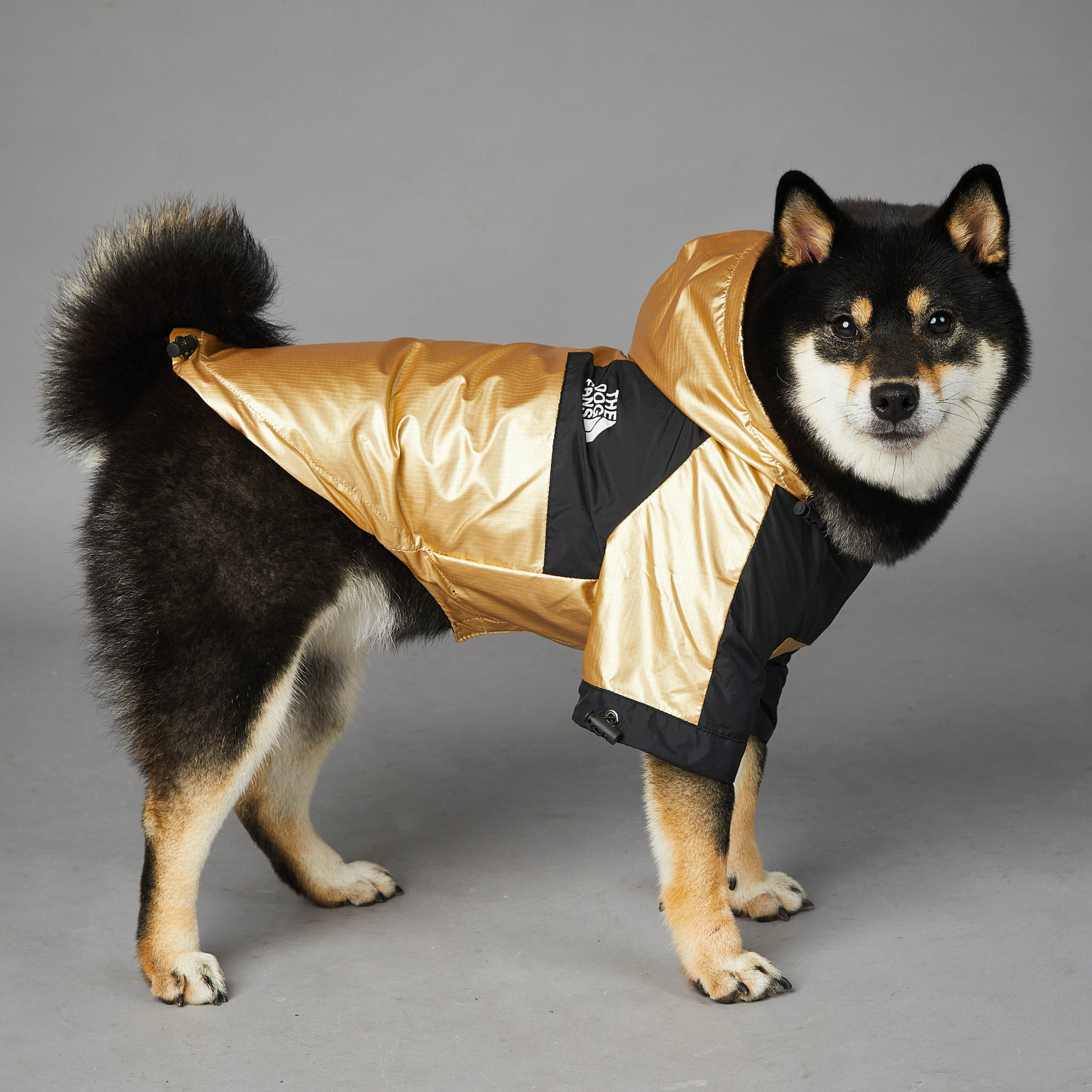 https://fulmo-img-server.com/perry-dog/c517d364-226c-43da-a201-107e8c2cfcf0.jpg