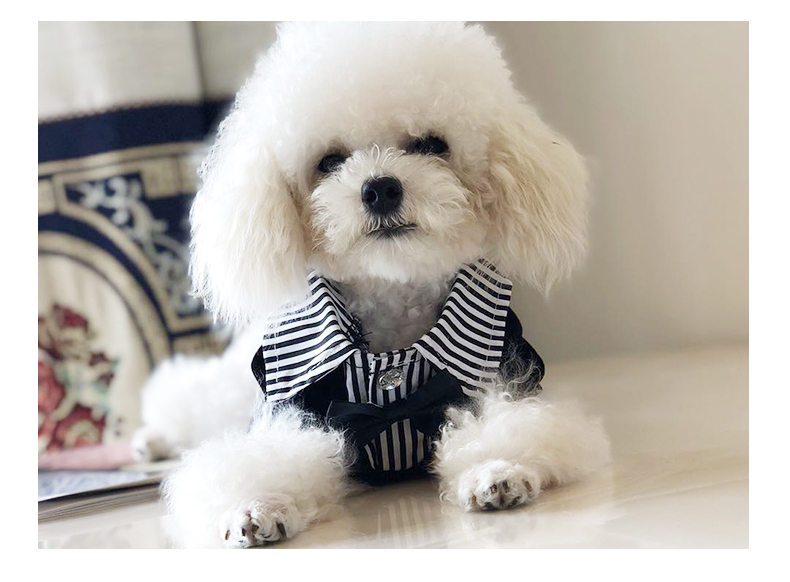 犬服 襟付きストライプ切替トレーナー