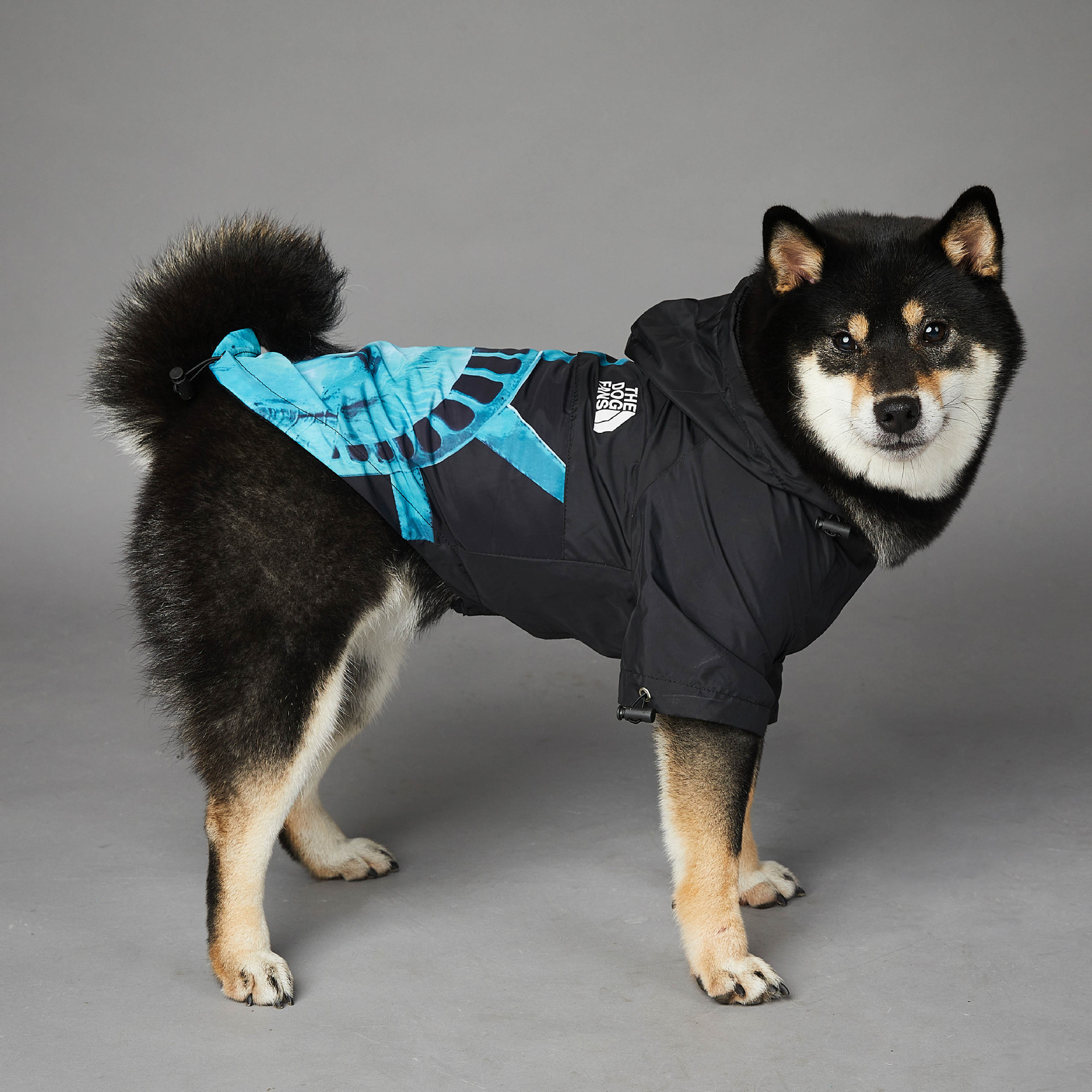 https://fulmo-img-server.com/perry-dog/c8db4d55-7c55-4712-bfe3-601a191749c7.jpg