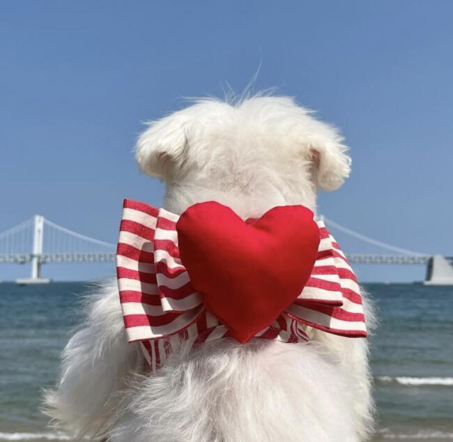 https://fulmo-img-server.com/perry-dog/cfc9e1d5-9d0b-47dd-a9e7-fd6fc7ae592a.jpg