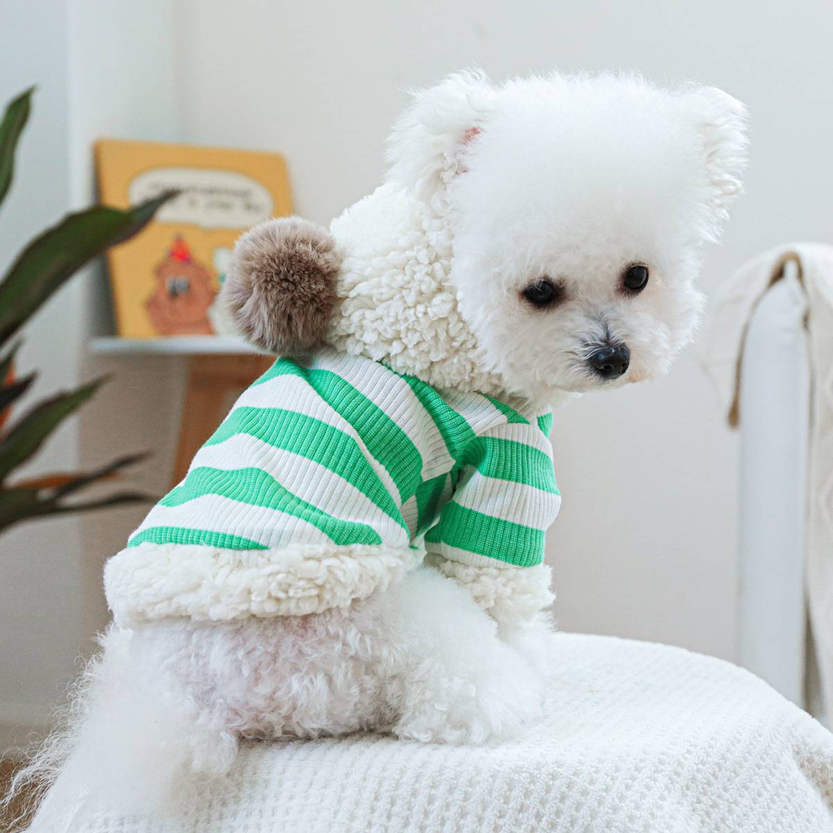 https://fulmo-img-server.com/perry-dog/d88f5ccd-13b6-4dc1-9d7f-f086f38486e3.jpg