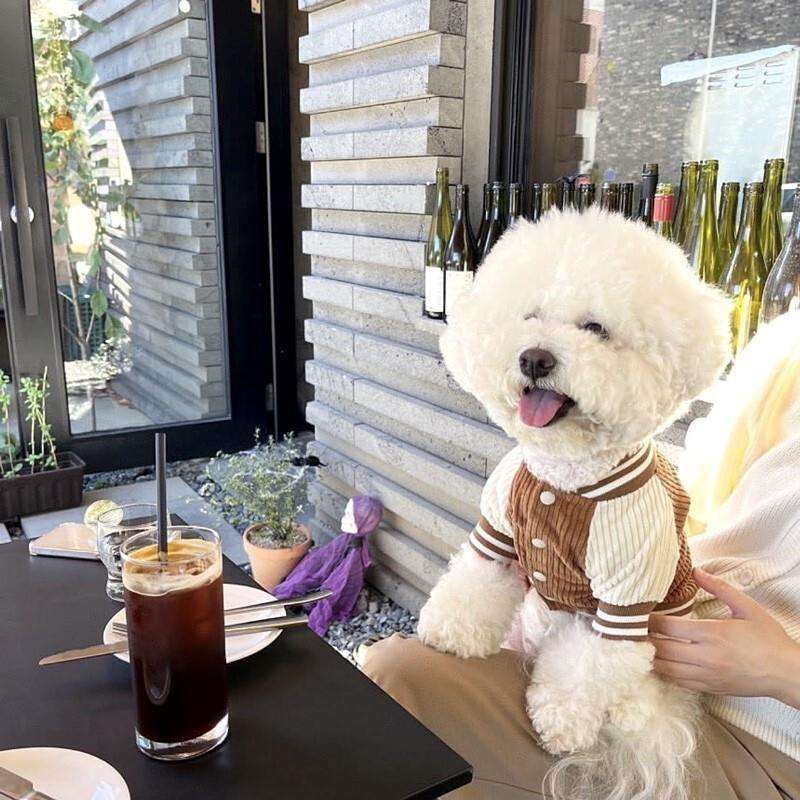 アウター　小型犬ニットスタジャン