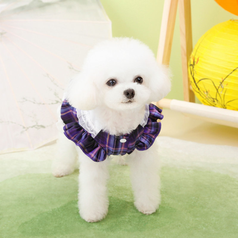 https://fulmo-img-server.com/perry-dog/d9b401fb-9443-4c78-ada5-1f5ed2c011a6.jpg