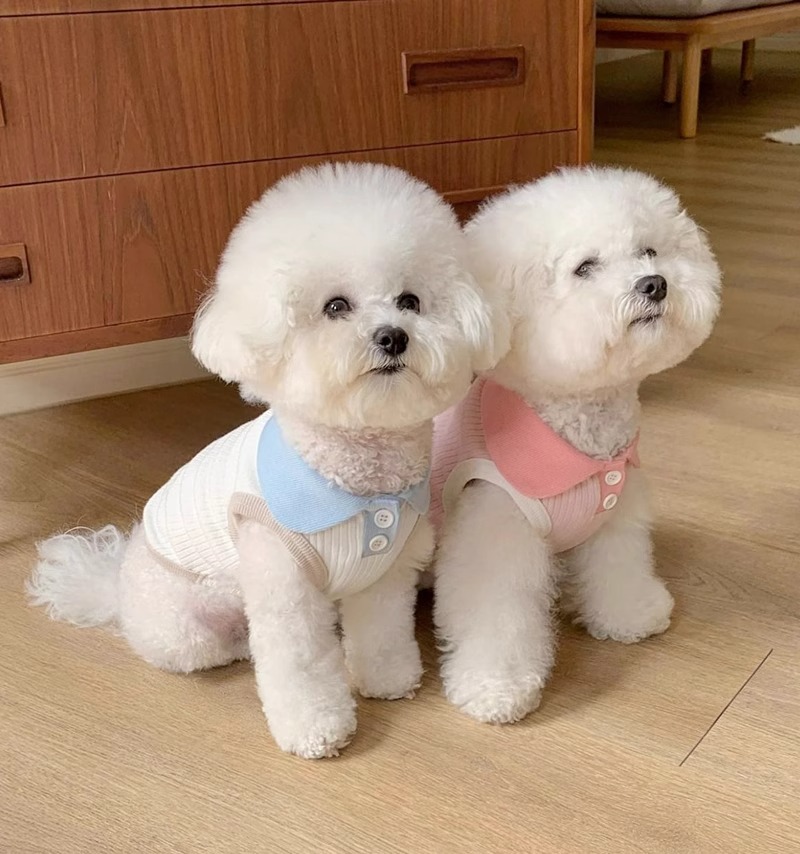 犬服 やわらか襟付きリブニット