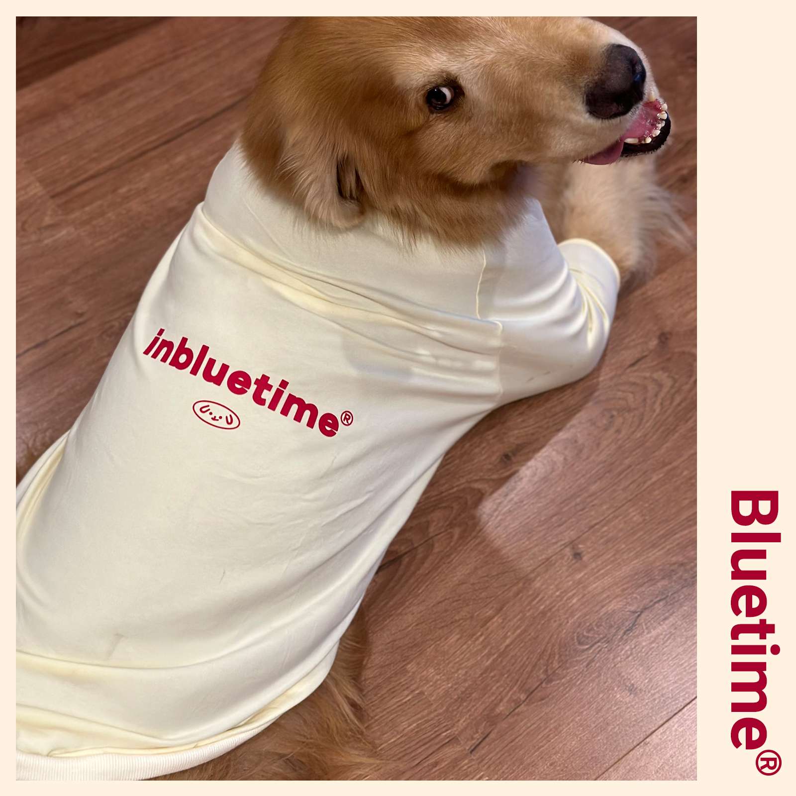 犬服  大型犬用シンプルロゴ入りTシャツ