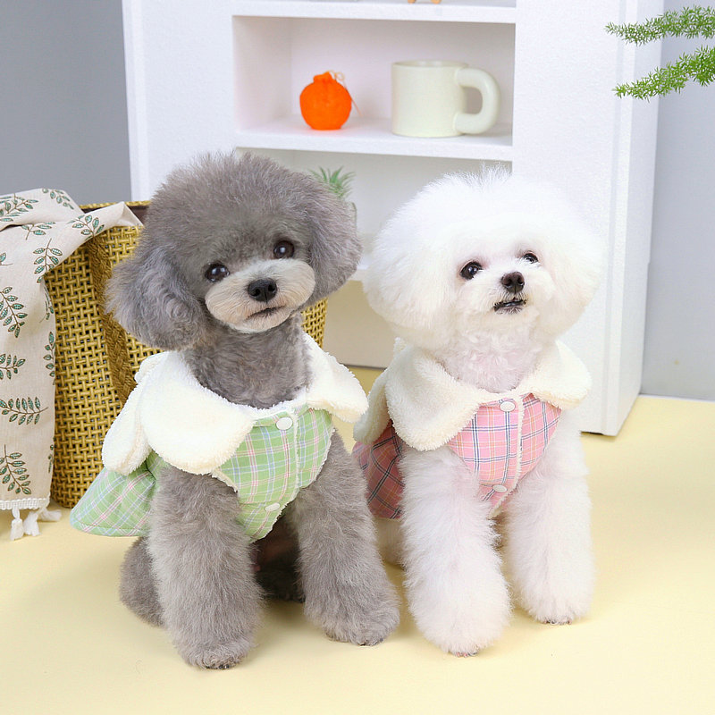 https://fulmo-img-server.com/perry-dog/dbda71d7-175c-4fd8-bc7b-640c61e4166e.jpg