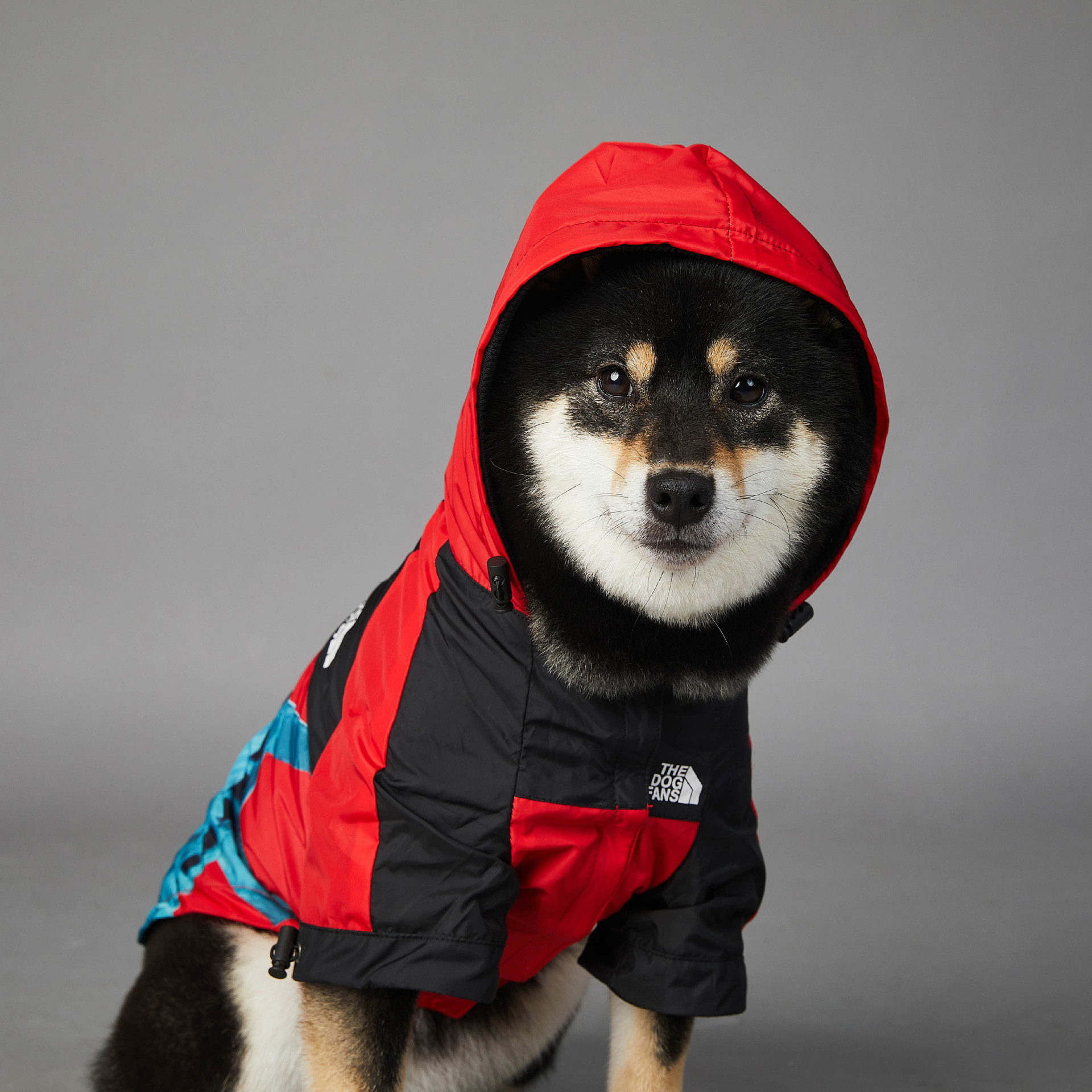 https://fulmo-img-server.com/perry-dog/dc361da4-1426-46ad-bc90-086ea46500d9.jpg
