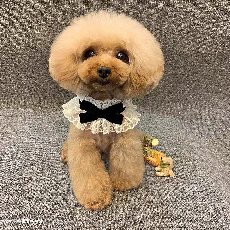 犬服 蝶結びレース襟付き上品首飾り