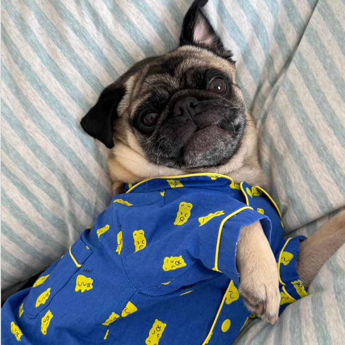 犬服 おやすみ帽子付きパジャマセット