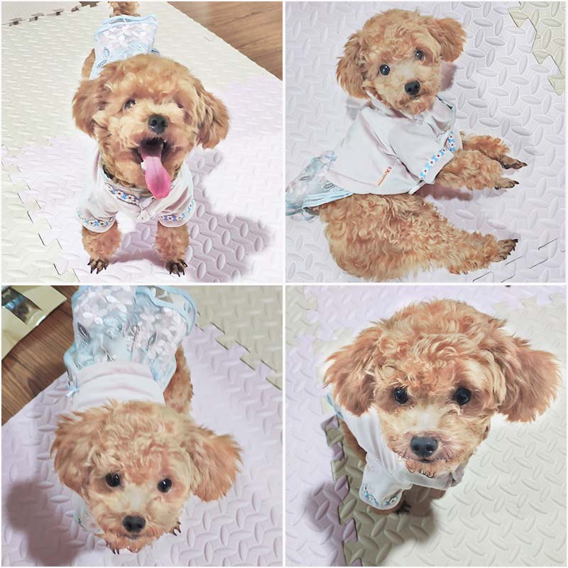 犬服 花刺繍リボン付き切替ワンピース