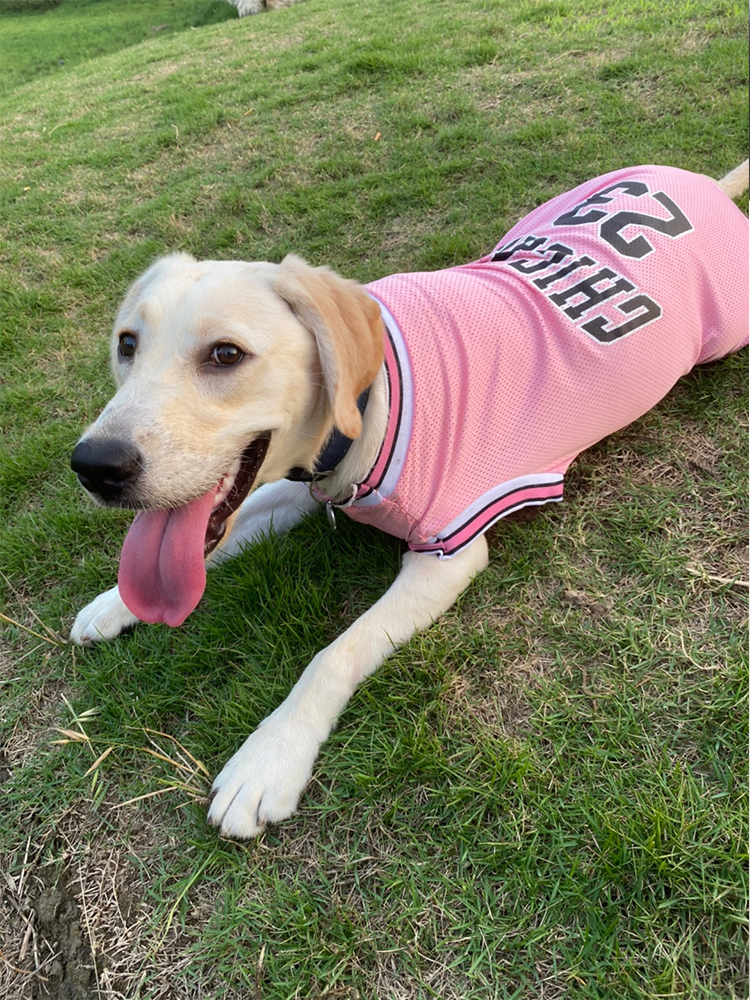 犬服 スポーティ夏風クールベスト