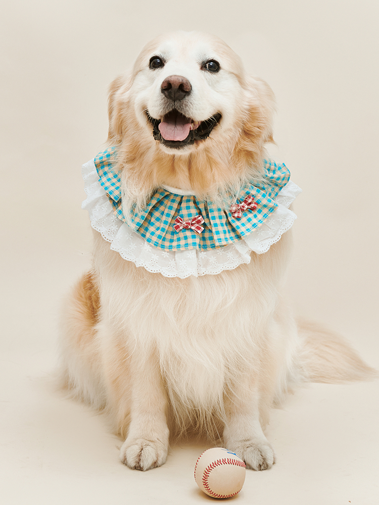 犬服 大型犬用チェック柄フリルつけ襟リボン飾り