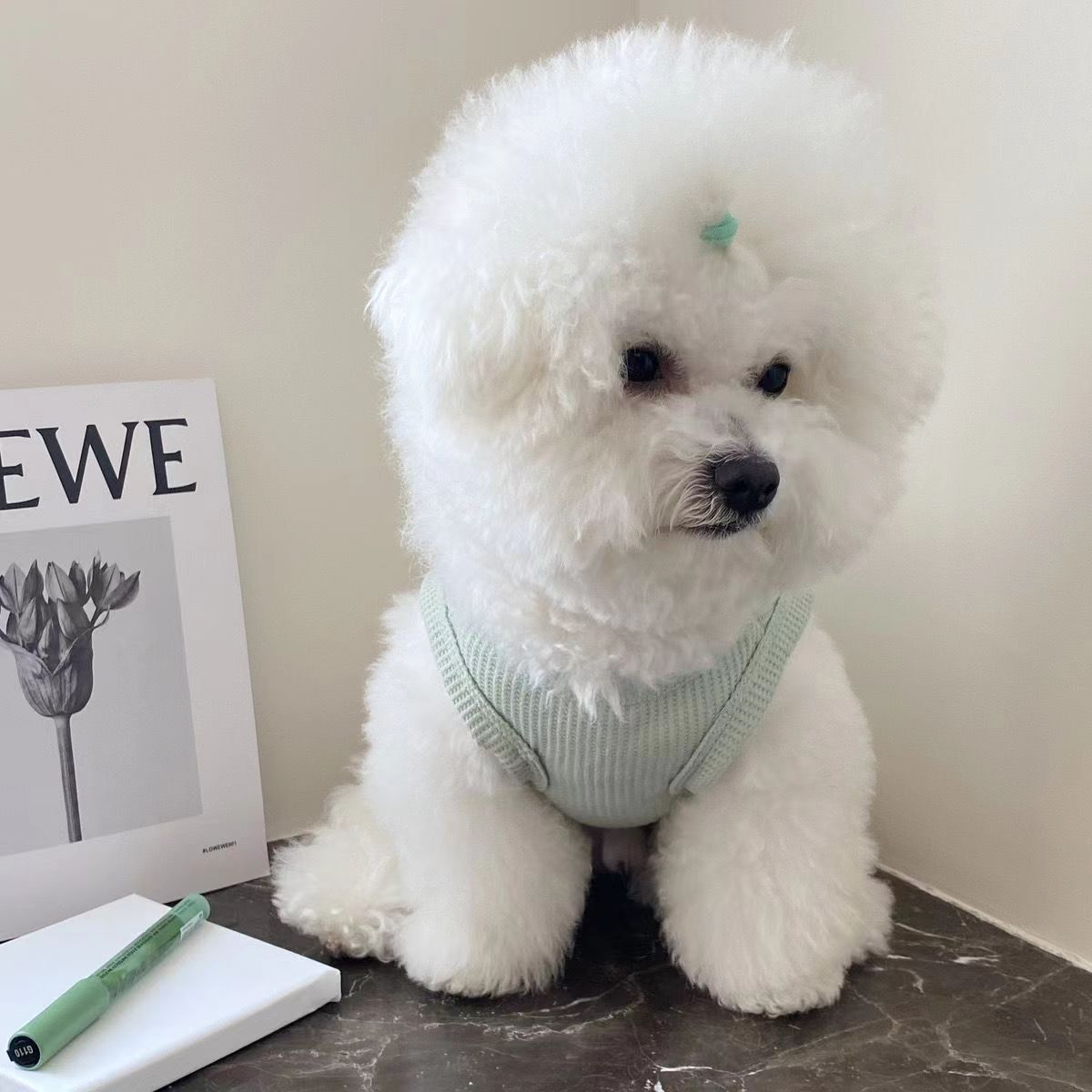 https://fulmo-img-server.com/perry-dog/f1a7c07e-c07b-45a0-91fc-8f52395b466a.jpg