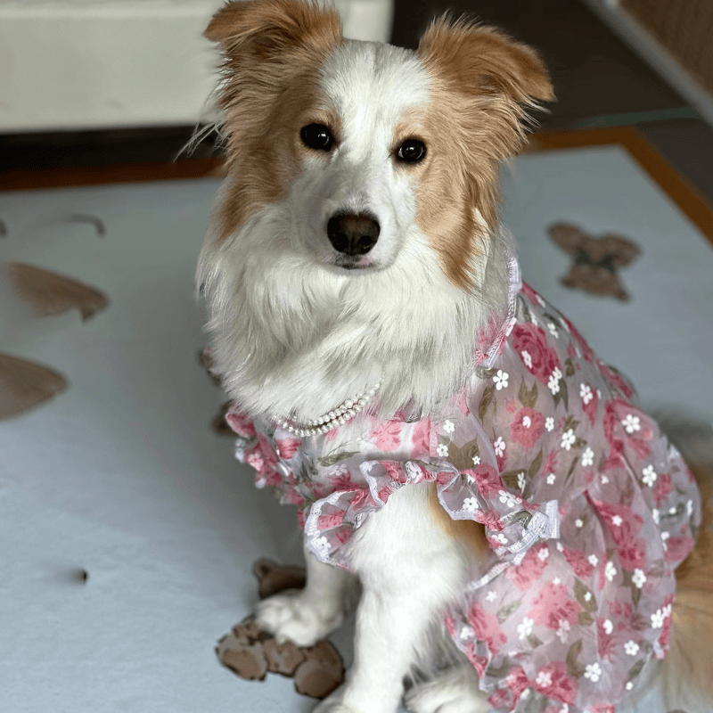 犬服　大型犬向け花柄ワンピース