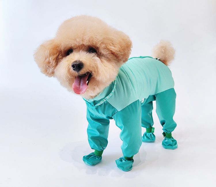 https://fulmo-img-server.com/perry-dog/f64f93bc-9432-4165-96e9-707e8455a5a7.jpg