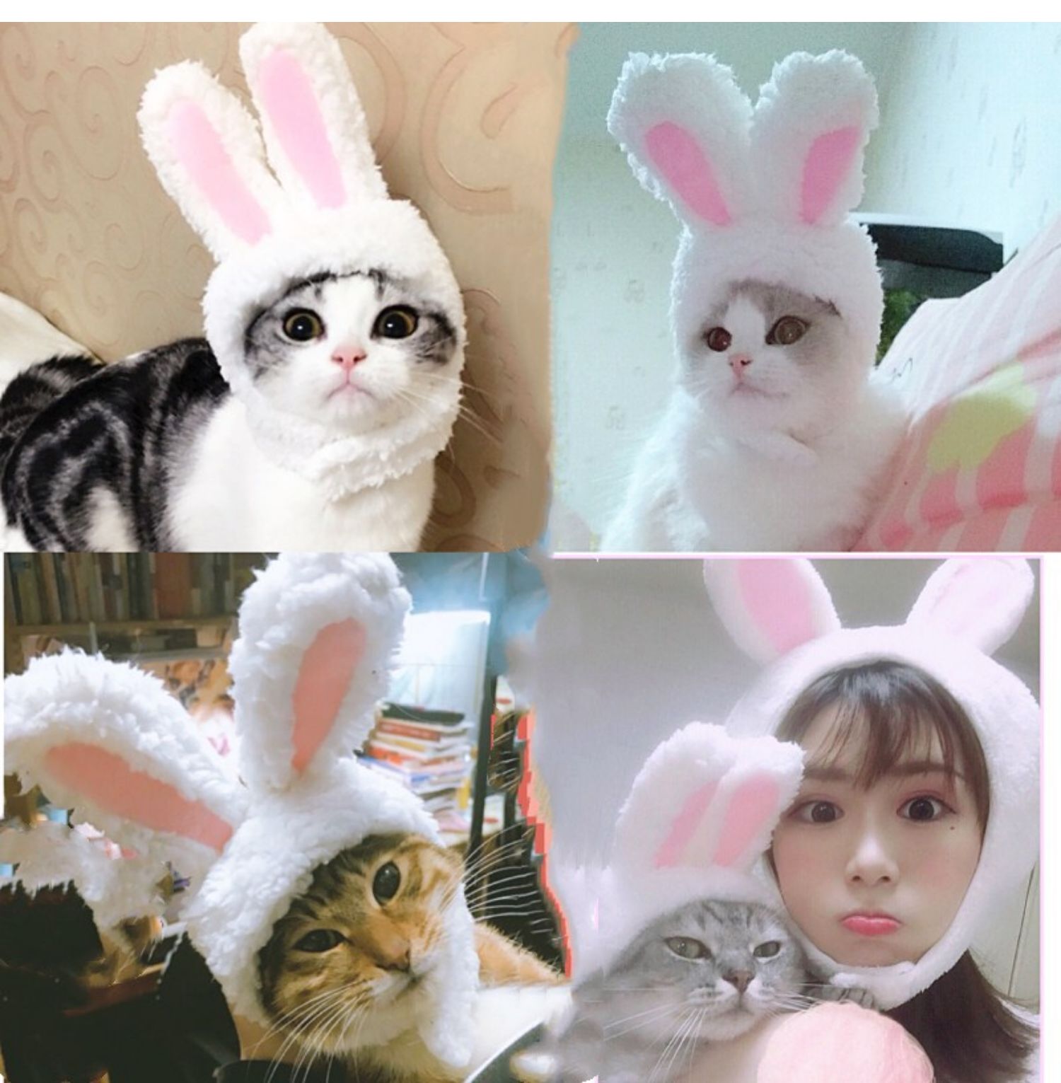 犬服 エラー