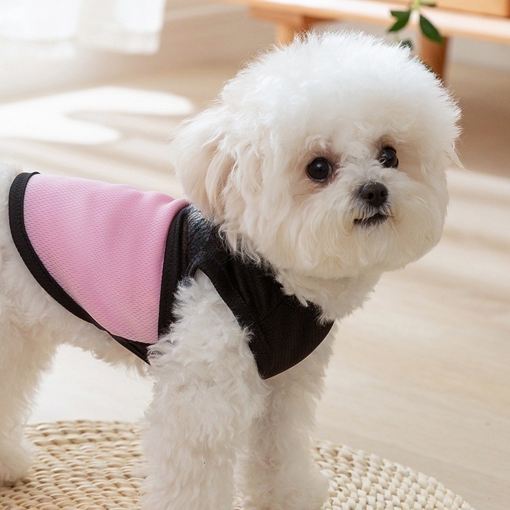 https://fulmo-img-server.com/perry-dog/fb9ca03f-8d51-446a-9084-4c16e4db3e03.jpg