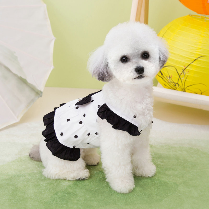 https://fulmo-img-server.com/perry-dog/ff8d95cb-bce2-4996-af22-806e0fb2901d.jpg
