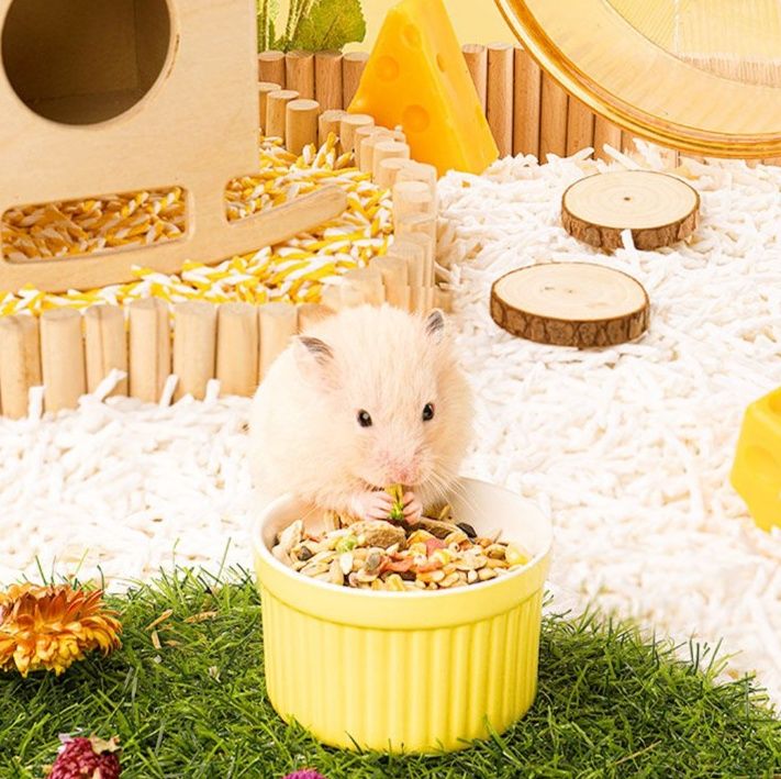https://fulmo-img-server.com/petsara/1782202406167_orvav6rx_n0gy7hop.jpeg