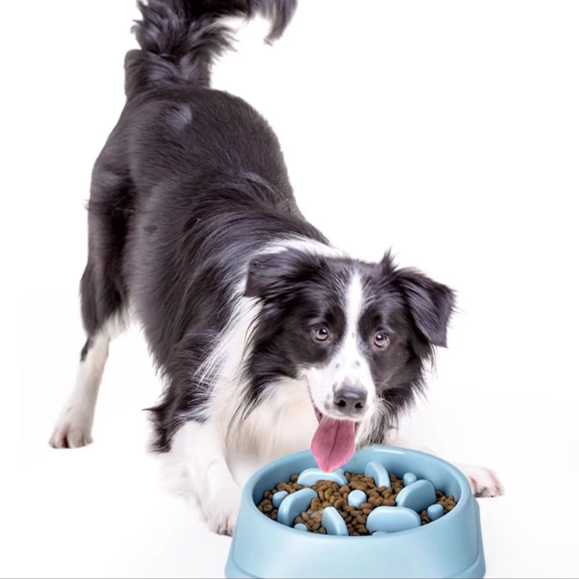 https://fulmo-img-server.com/petsara/1782366324235_0tn8jcwz_wg9dd4k2.jpeg