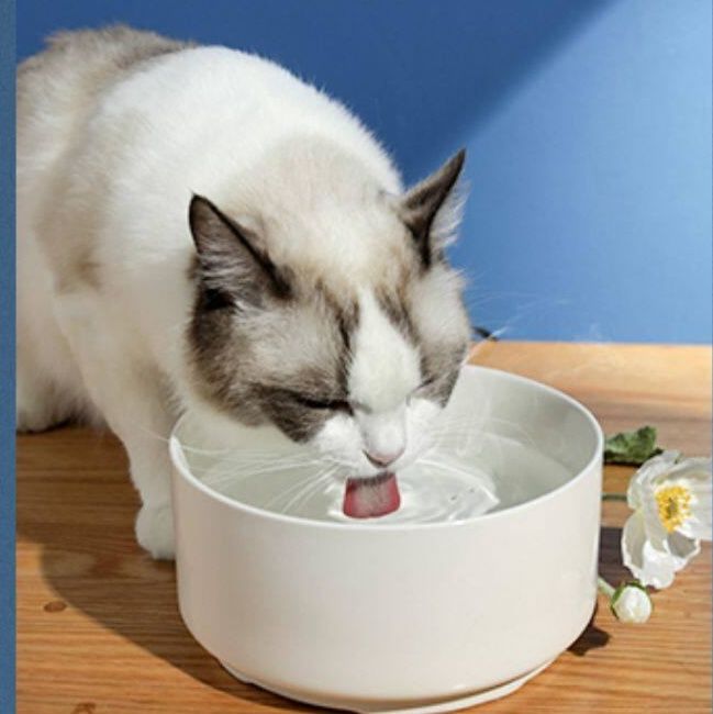 https://fulmo-img-server.com/petsara/1782442995214_ikel592b_5l7fsnxq.jpeg