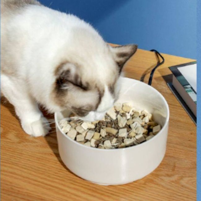 https://fulmo-img-server.com/petsara/1782443009015_e0uqpuvp_0lg4i2e3.jpeg