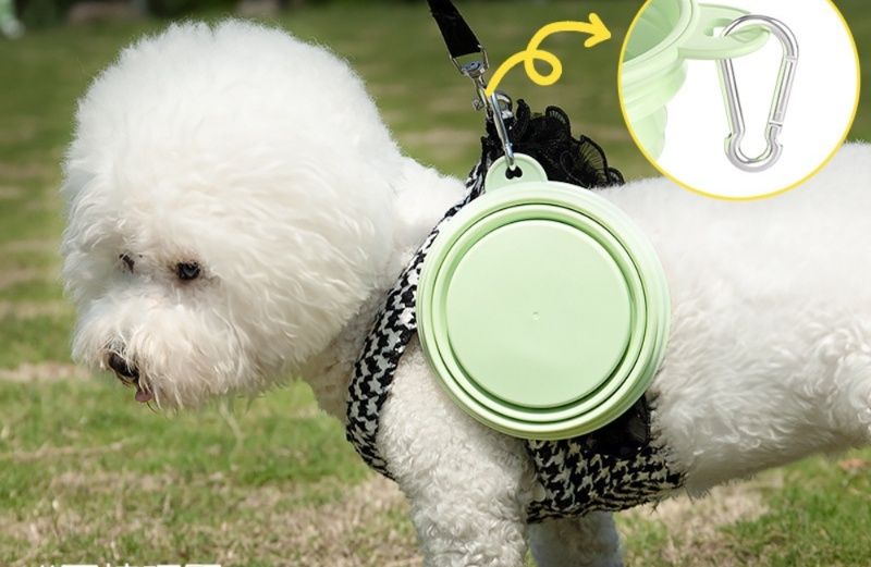 https://fulmo-img-server.com/petsara/1791174700197_tho0ruff_kkznlwjs.jpeg