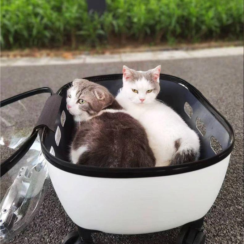 https://fulmo-img-server.com/pettokyarii/1742202071004_p9d7jph1_tsg21a7u.jpeg