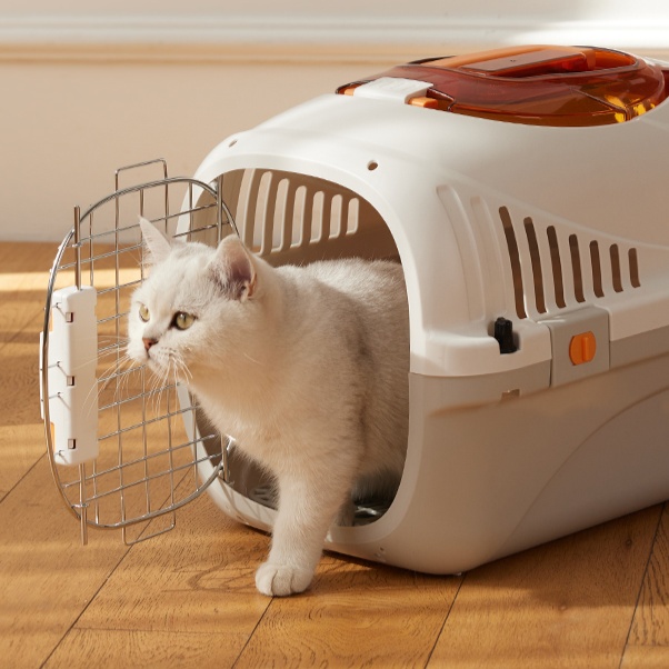 https://fulmo-img-server.com/pettokyarii/1742203392948_kl4facn8_b7uf6plw.jpeg