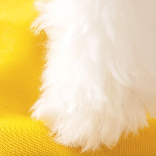 ペット キャリー かわいい顔の通気性抜群ペットハウス