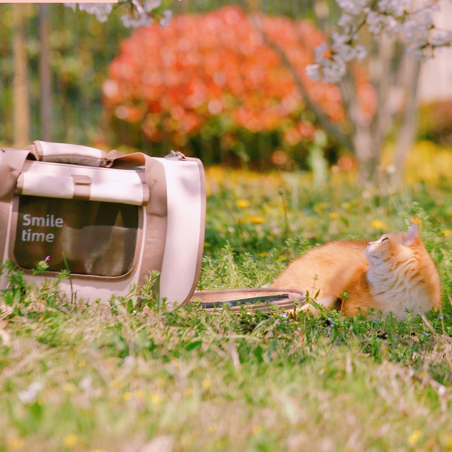 ペット キャリー 猫用スマイルタイム お出かけキャリー