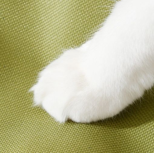 ペット キャリー 猫用透明メッシュリュックキャリー