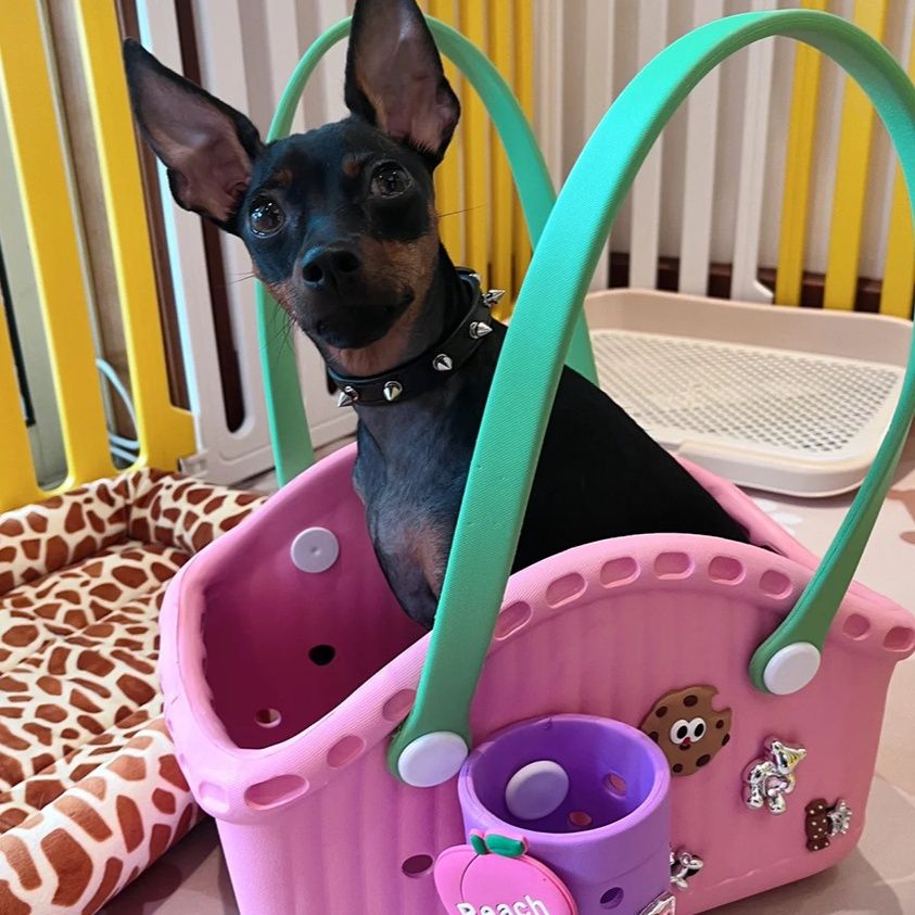 ペット キャリー フルーツ柄付きおしゃれ犬用キャリー