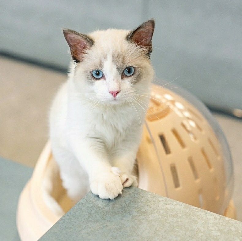 ペット キャリー 猫用宇宙船風ペットカプセルキャリー