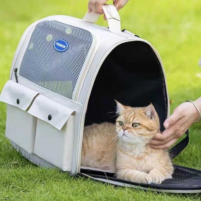 https://fulmo-img-server.com/pettokyarii/1755678031031_cx1fenjz_yfbq658e.jpeg