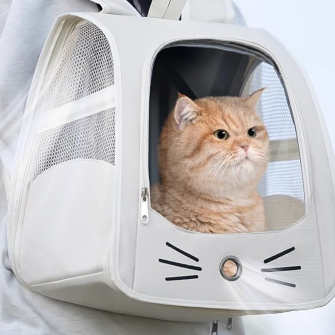 https://fulmo-img-server.com/pettokyarii/1755678178112_ish6icgp_sz7k5n6j.jpeg