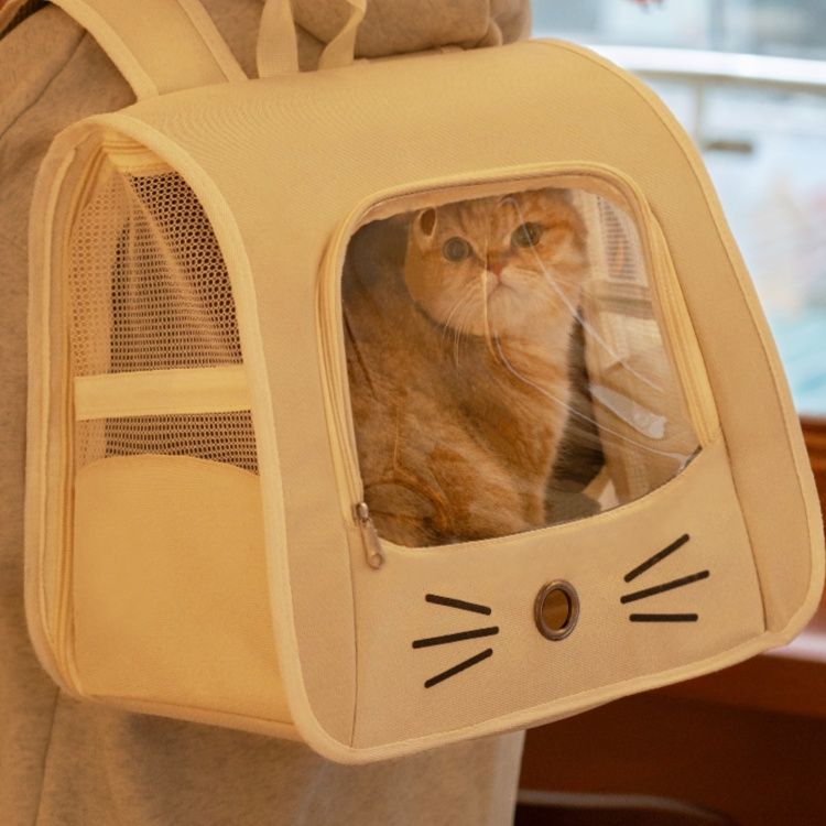https://fulmo-img-server.com/pettokyarii/1755682668253_5nqgfful_sf5ecawn.jpeg