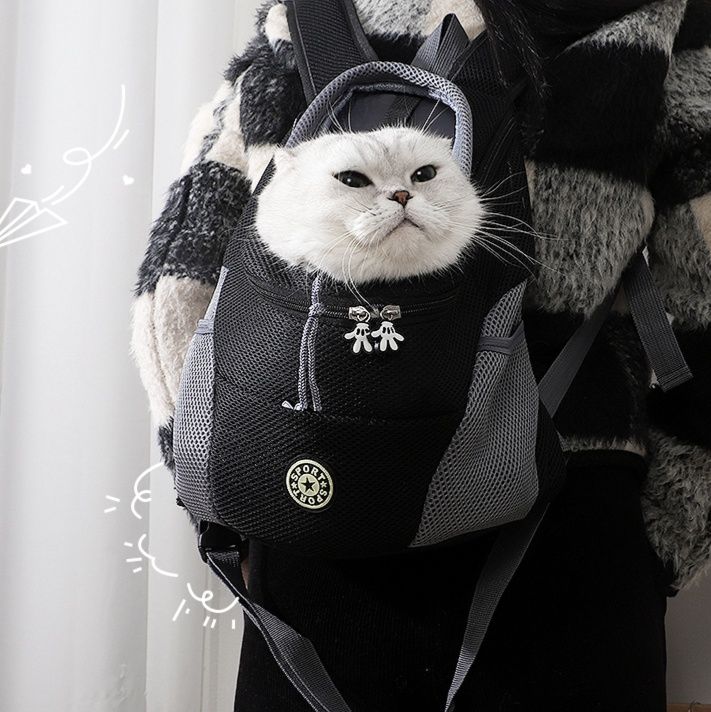 https://fulmo-img-server.com/pettokyarii/1755682777103_18ubleek_1ggk6wsa.jpeg
