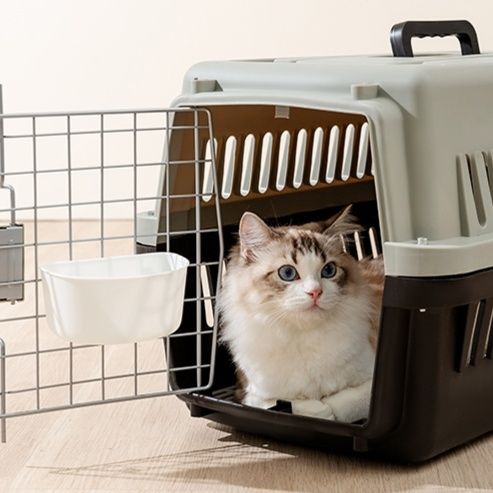 https://fulmo-img-server.com/pettokyarii/1755682986076_35bp1lyc_y2e2orkf.jpeg