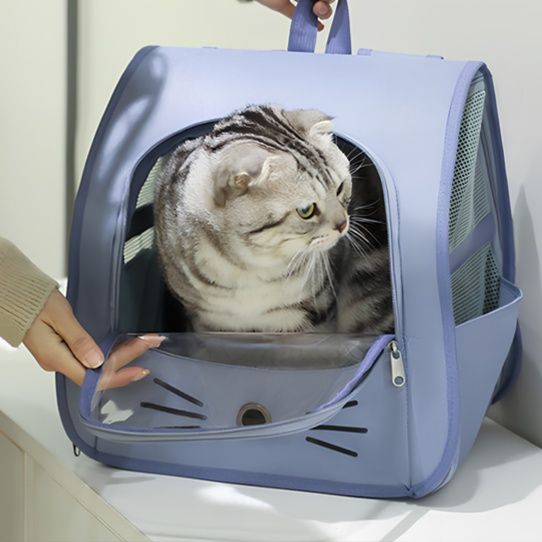 https://fulmo-img-server.com/pettokyarii/1755685878451_vi81v8vc_v0u50cd9.jpeg